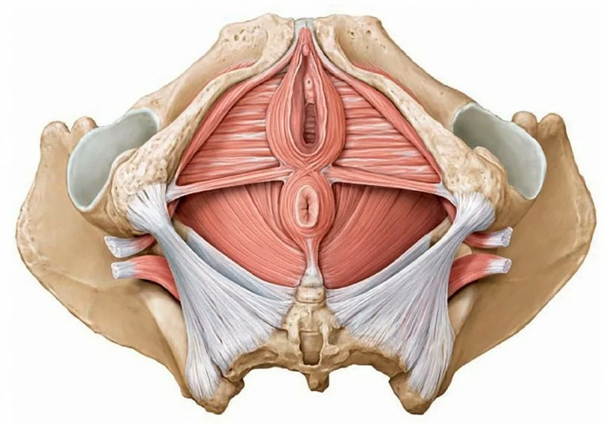 Большие внутренние половые. Леватор Ани мышцы тазового дна. Мышцы тазового дна у женщин анатомия. Тазовое дно анатомия. Тазовая диафрагма анатомия.